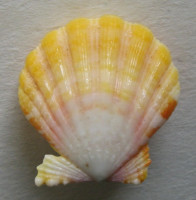 Bractechlamys langfordi  (Dall, Bartsch & Rehder, 1938) Sunrise Shell (Mušle východu slunce)